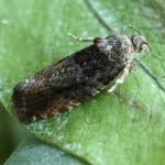 Attēlu rezultāti vaicājumam “Eudemis porphyrana”