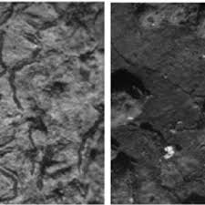 Attēlu rezultāti vaicājumam “Phaeographis dendritica”