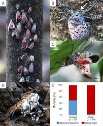 Attēlu rezultāti vaicājumam “Lycogala asperum”
