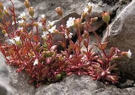 Attēlu rezultāti vaicājumam “Saxifraga tridactylites flower”