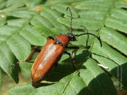 Attēlu rezultāti vaicājumam “Leptura rubra male”