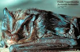 Attēlu rezultāti vaicājumam “Barbastella barbastellus”