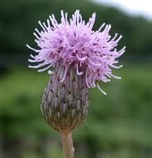 Attēlu rezultāti vaicājumam “Cirsium arvense flower”
