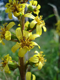 Attēlu rezultāti vaicājumam “Ligularia sibirica flower”