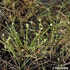 Attēlu rezultāti vaicājumam “Rhynchospora alba”