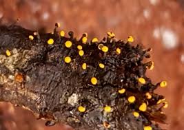 Attēlu rezultāti vaicājumam “Physarum bivalve macro”