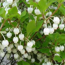 Attēlu rezultāti vaicājumam “Enkianthus chinensis flower”