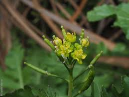 Attēlu rezultāti vaicājumam “Rorippa palustris leaf”