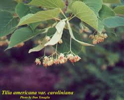 Attēlu rezultāti vaicājumam “Tilia americana”