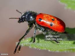 Attēlu rezultāti vaicājumam “Chrysomelidae”