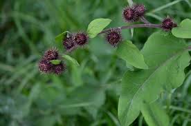 Attēlu rezultāti vaicājumam “Arctium nemorosum”