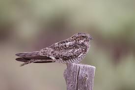 Image result for Chordeiles minor