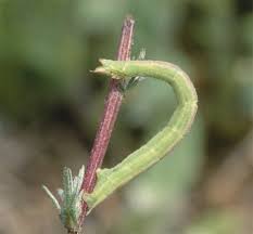 Attēlu rezultāti vaicājumam “Thalera fimbrialis”