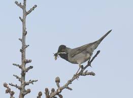 Image result for Sylvia rueppelli