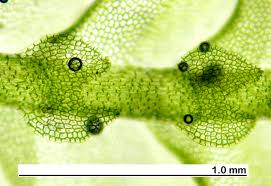 Attēlu rezultāti vaicājumam “Calypogeia fissa”