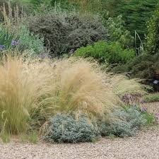 Attēlu rezultāti vaicājumam “Najas tenuissima”