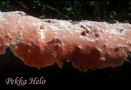 Attēlu rezultāti vaicājumam “Peniophora laurentii”