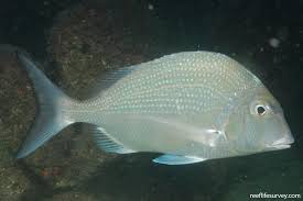 Image result for Calamus nodosus