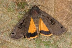 Attēlu rezultāti vaicājumam “Noctua pronuba”