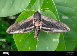 Attēlu rezultāti vaicājumam “Sphinx ligustri”