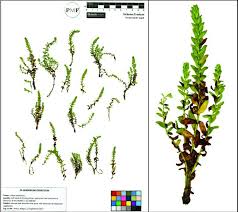 Attēlu rezultāti vaicājumam “Glaux maritima”