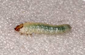 Attēlu rezultāti vaicājumam “Proutia betulina larva”