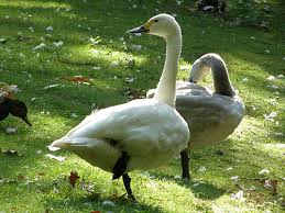 Attēlu rezultāti vaicājumam “Cygnus columbianus”