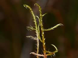 Attēlu rezultāti vaicājumam “Warnstorfia exannulata”