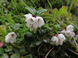 Attēlu rezultāti vaicājumam “Vaccinium vitis-idaea flower”