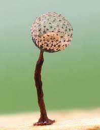 Attēlu rezultāti vaicājumam “Cribraria aurantiaca var. persoonii”