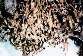 Attēlu rezultāti vaicājumam “Ramalina pollinaria”