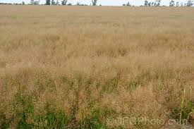 Attēlu rezultāti vaicājumam “Festuca rubra subsp. rubra”