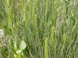 Attēlu rezultāti vaicājumam “Triglochin maritimum”