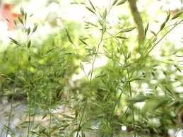 Attēlu rezultāti vaicājumam “Poa palustris leaf”