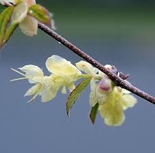 Attēlu rezultāti vaicājumam “Kurzia pauciflora”