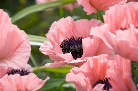 Image result for Papaver orientale