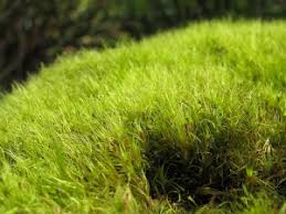 Attēlu rezultāti vaicājumam “Dicranodontium denudatum”