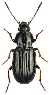 Attēlu rezultāti vaicājumam “Pterostichus quadrifoveolatus”