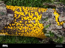 Attēlu rezultāti vaicājumam “Bisporella citrina”