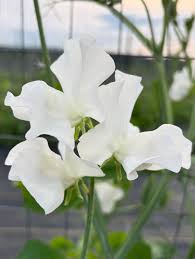 Attēlu rezultāti vaicājumam “Lathyrus latifolius bud”