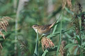 Image result for Locustella certhiola