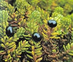 Attēlu rezultāti vaicājumam “Empetrum nigrum leaf”