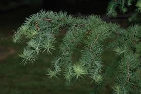 Attēlu rezultāti vaicājumam “Larix kaempferi leaf”