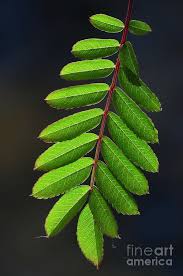 Attēlu rezultāti vaicājumam “Sorbus aucuparia leaf”