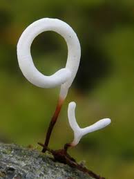 Attēlu rezultāti vaicājumam “Typhula erythropus”