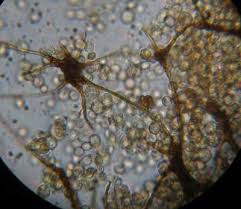 Attēlu rezultāti vaicājumam “Cribraria intricata macro”