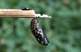 Attēlu rezultāti vaicājumam “Euphydryas maturna pupa”