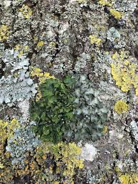 Attēlu rezultāti vaicājumam “Pleurosticta acetabulum”