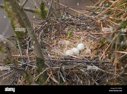 Attēlu rezultāti vaicājumam “Buteo buteo nest”