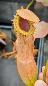 Attēlu rezultāti vaicājumam “Bulbochaete mirabilis”